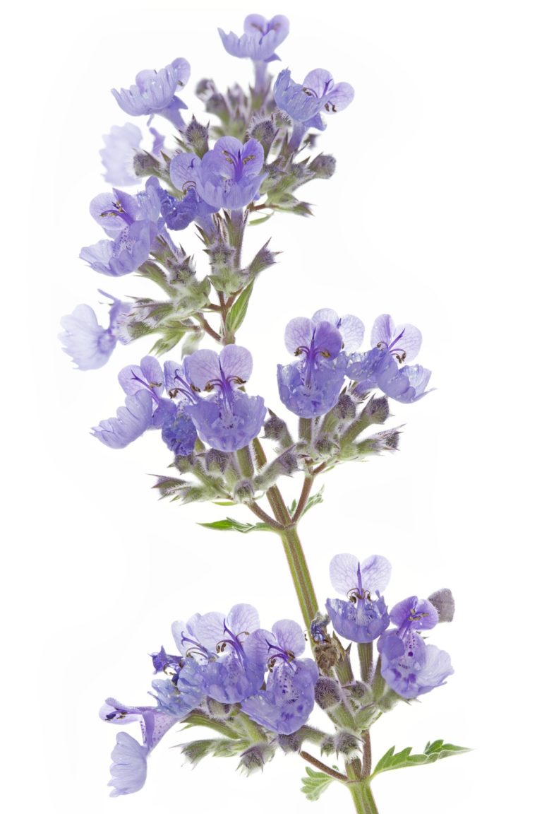 Catnip May Help With Cancer Drugs
