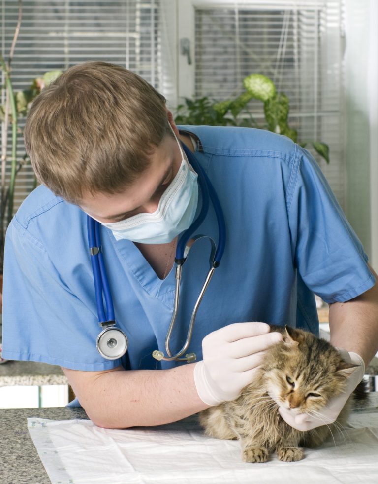 What Emergency Clinics See Most