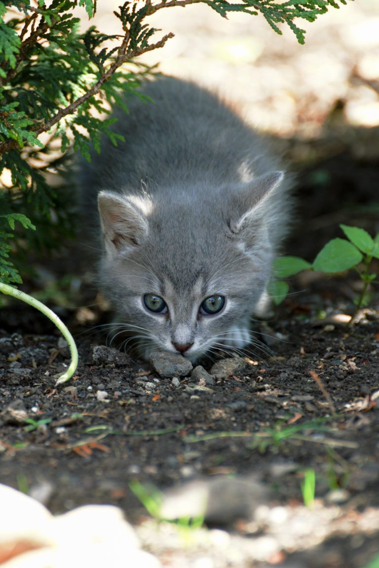 Cats Prefer to Work for Their Food
