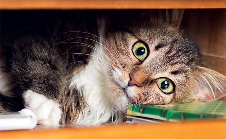 Your Guide to Pain in Cats
