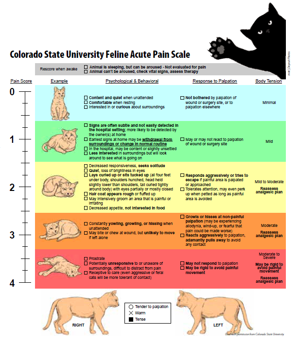 Feline shop pain medication