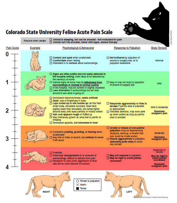 Your Guide To Pain In Cats Catwatch Newsletter Your Guide To Pain In Cats Catwatch Newsletter