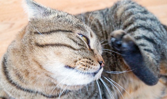 Ear Scratching and Headshaking - Catwatch Newsletter