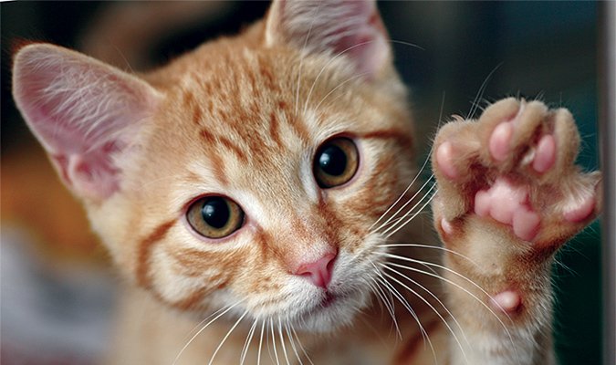 Feline store pillow foot