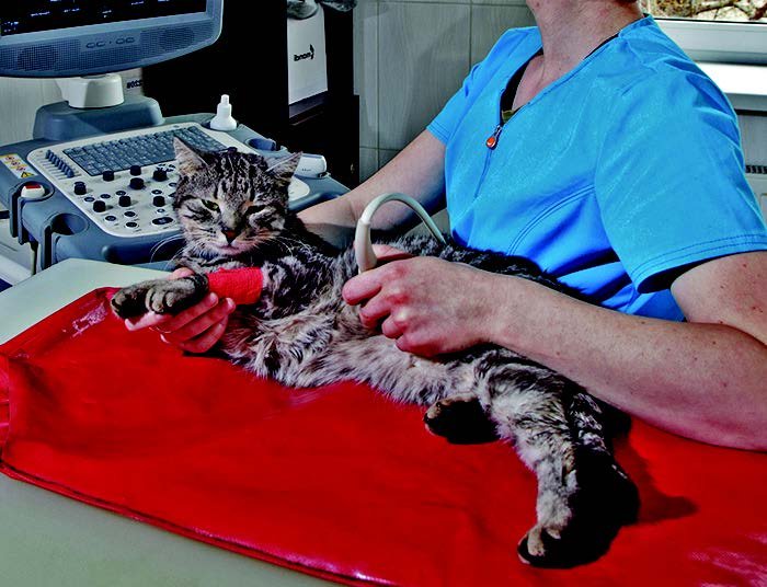 Treatment for chronic outlet diarrhea in cats