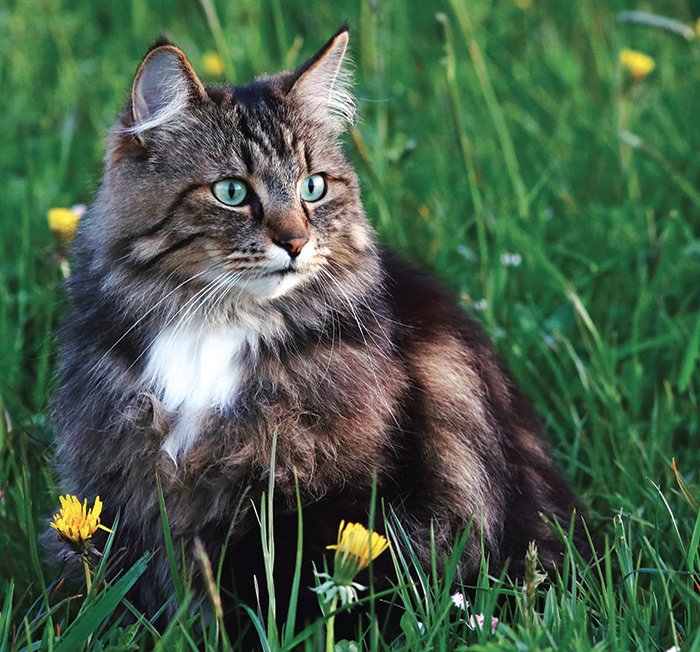 symptoms of taurine deficiency in cats