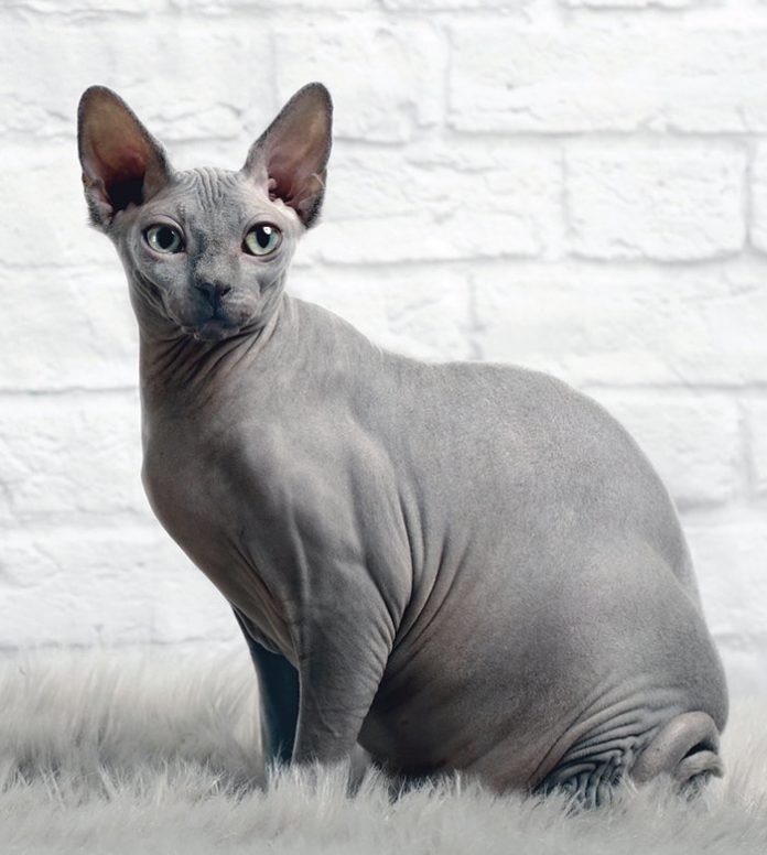 Hairless Cat Breeds Facts and Profile Cat Bounty