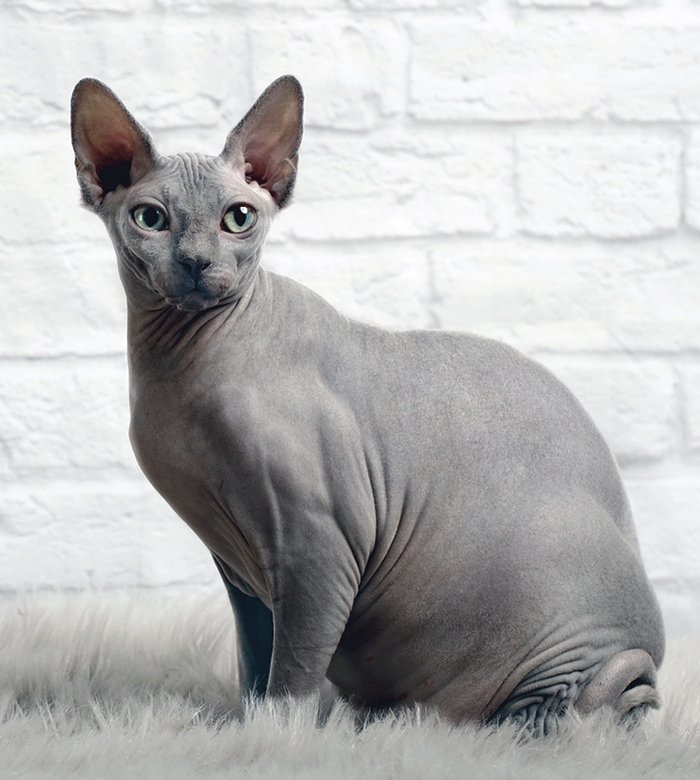 hairless cat