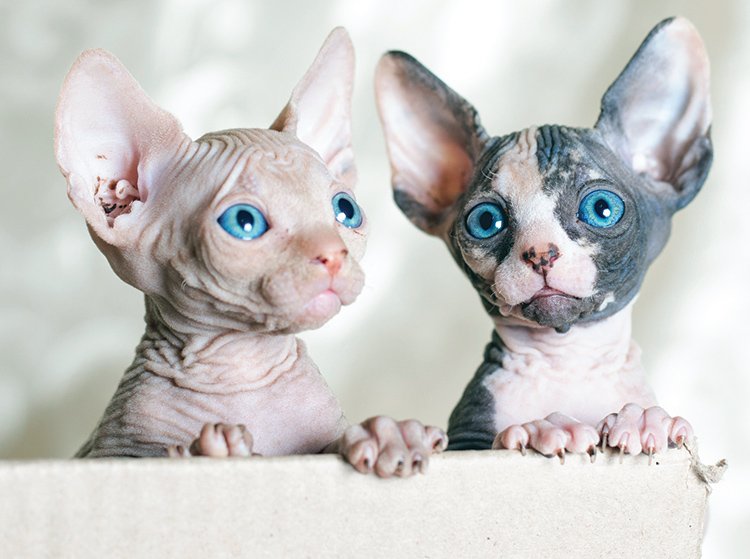 are sphynx cats ok with allergies
