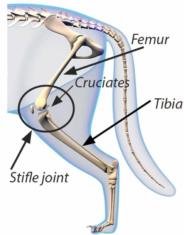 Torn Cruciate Ligaments - Catwatch Newsletter