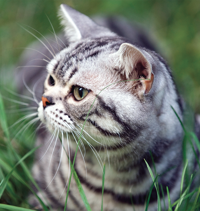 Cats Are Resistant To Lyme Disease Catwatch Newsletter