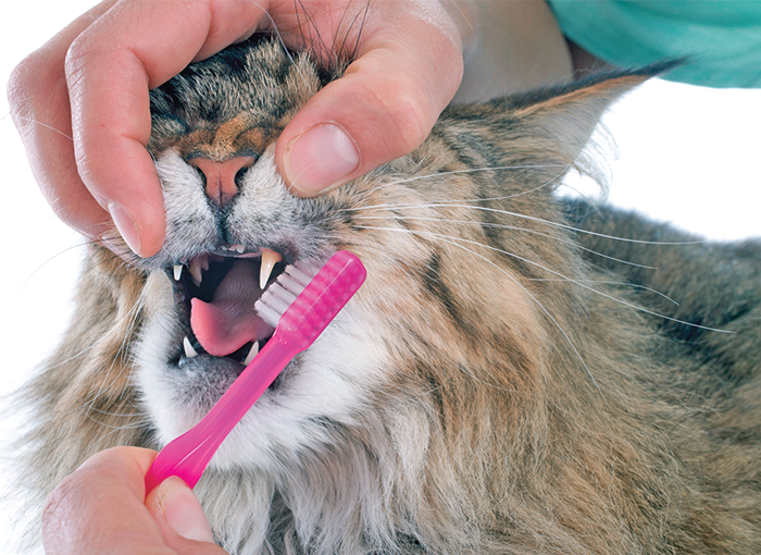 Cat toothpaste for store gingivitis