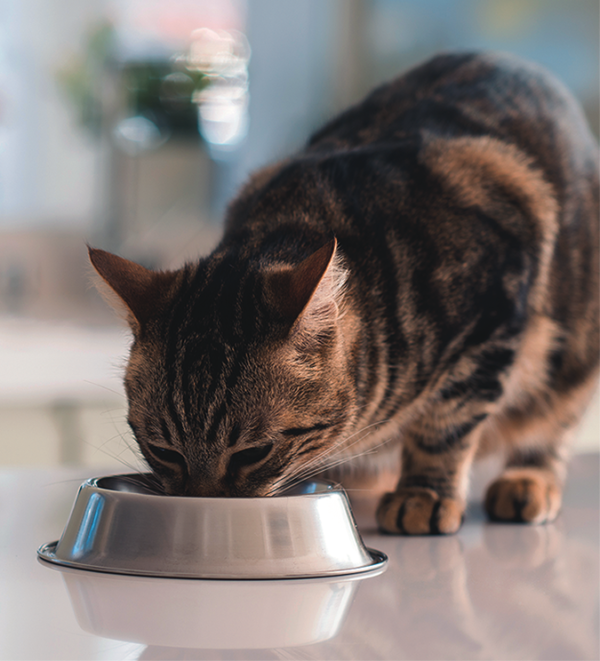 GrainFree Diet Questions Catwatch Newsletter