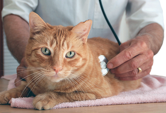 congestive-heart-failure-catwatch-newsletter