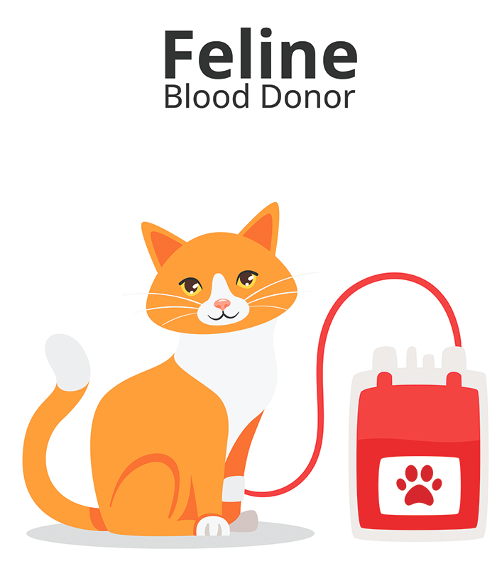 Blood Types And Donor Cats Catwatch Newsletter