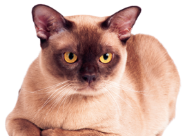 Burmese cats