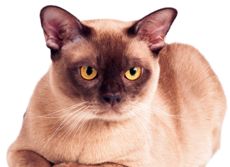 Burmese cats