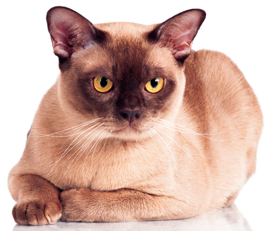 Is an AI Meow Decoder on the Way? Burmese cats