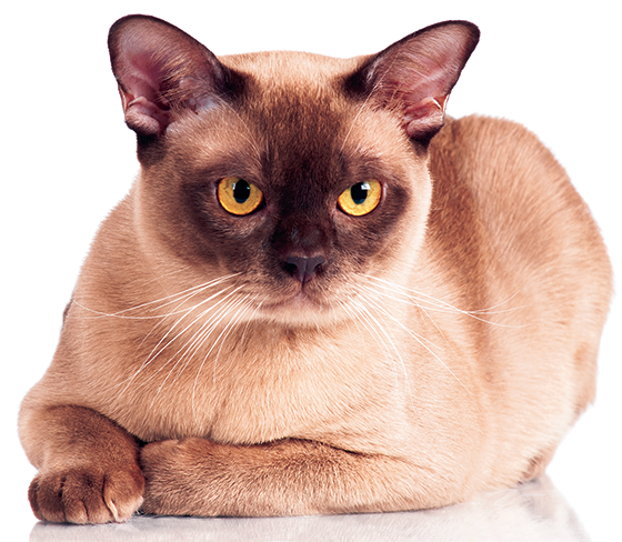 Why Cats Meow - Interpreting Cat Sounds - PetCareRx