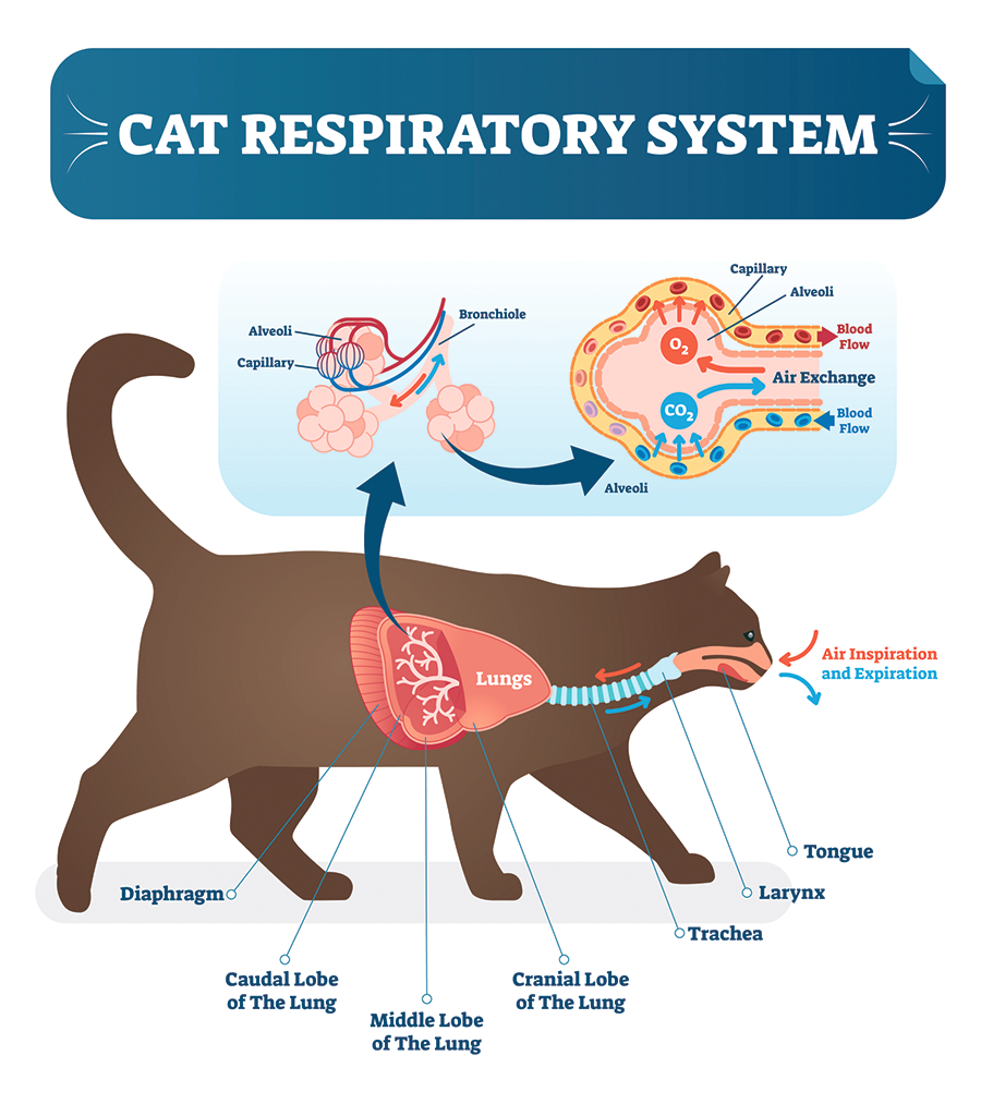 cat respiratory system