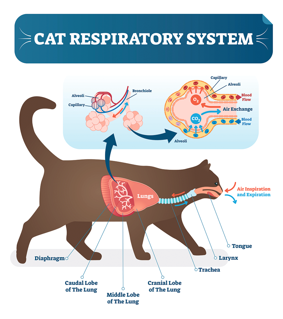 Causes Of Laryngitis in Cats & What to Do