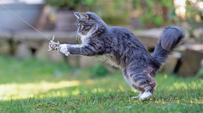 So Your Cat Thinks He's a Tiger - Catwatch Newsletter