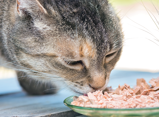 cats with diabetes food