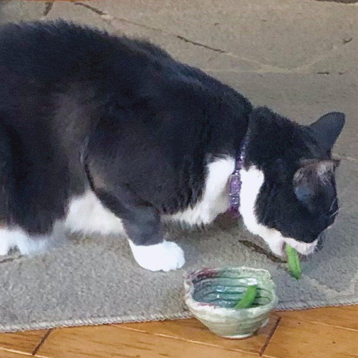 Squatchy Burger munching on green beans.