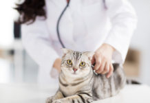 Female Cat Losing Weight