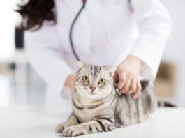 Female Cat Losing Weight