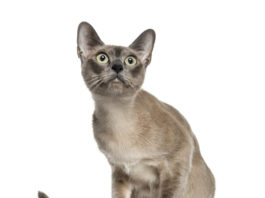 Happening Now… Tonkinese sitting