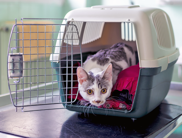 A Pleasant Vet Visit in 5 Easy Steps
