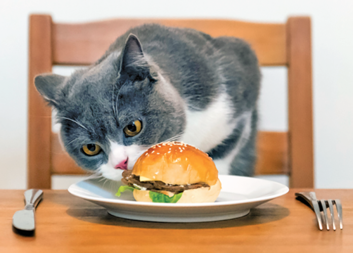 Cat eats hamburger