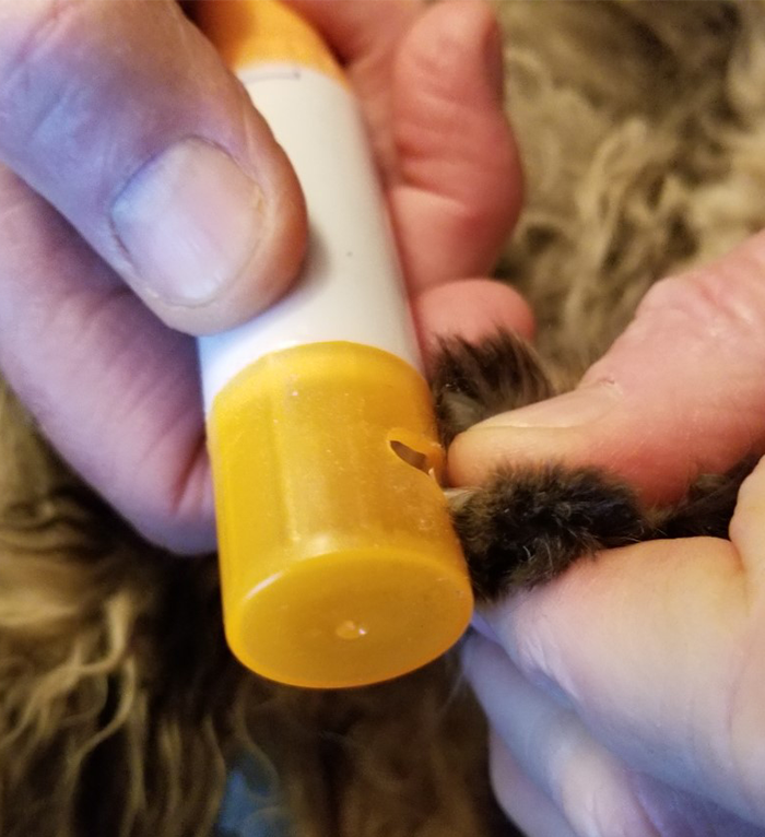Grinding Your Cat's Nails - Catwatch Newsletter