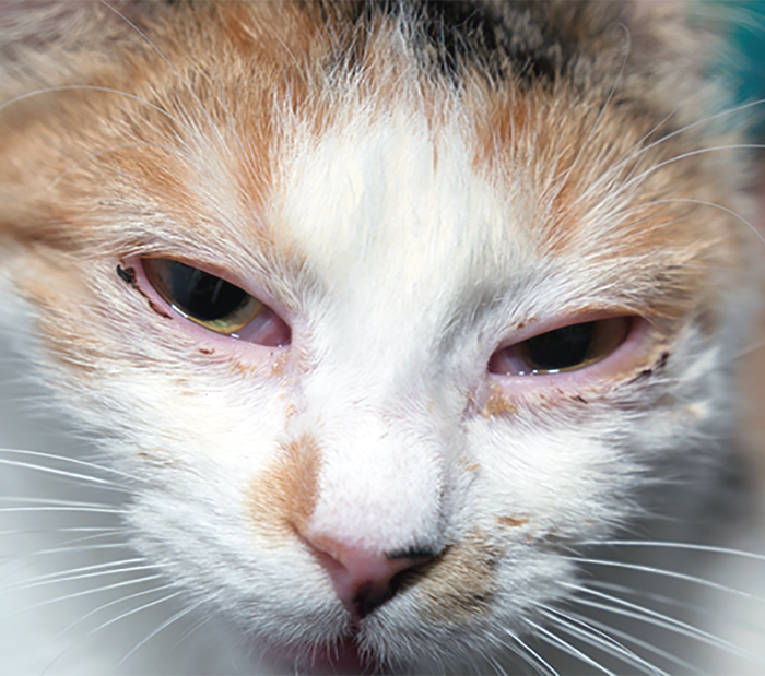 Cauzele herpesului la pisici și modul de tratare a acestuia