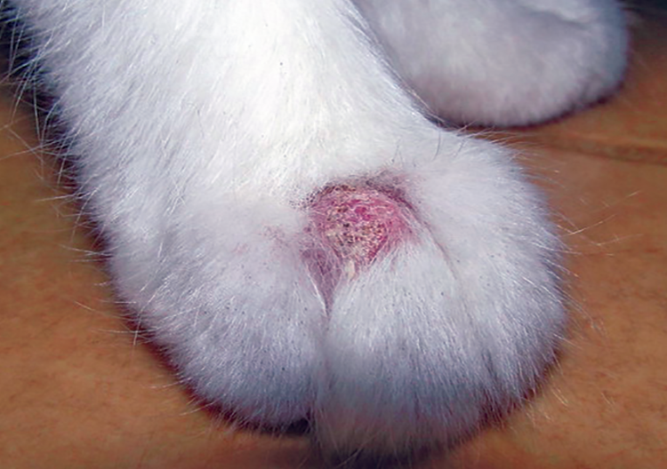 ringworm in cats back