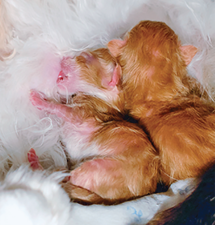 two day old kittens
