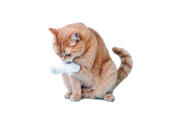 All About Incisions - Catwatch Newsletter
