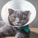 Cat with cone on head