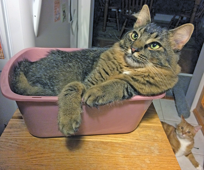 Cats in Tight Places Catwatch Newsletter