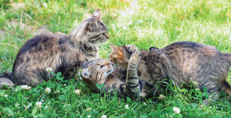 Feline Panleukopenia