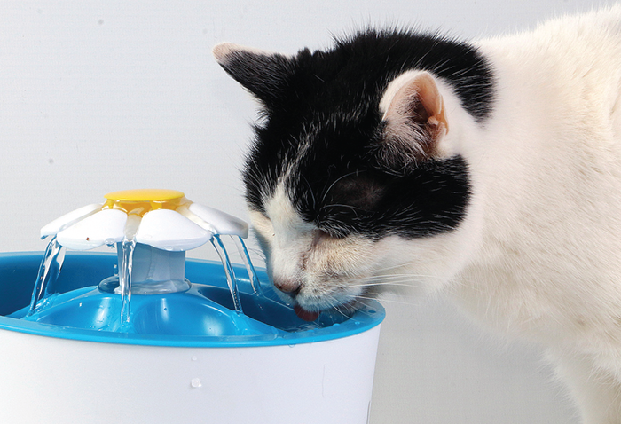 cat drink water