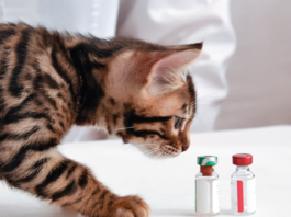 Vital Kitten Vaccines