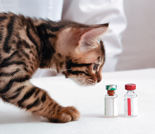 Vital Kitten Vaccines
