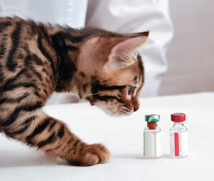 feline bordetella vaccine