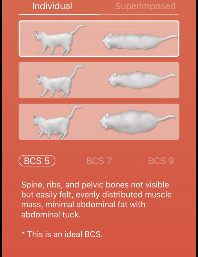 Average house cat weight