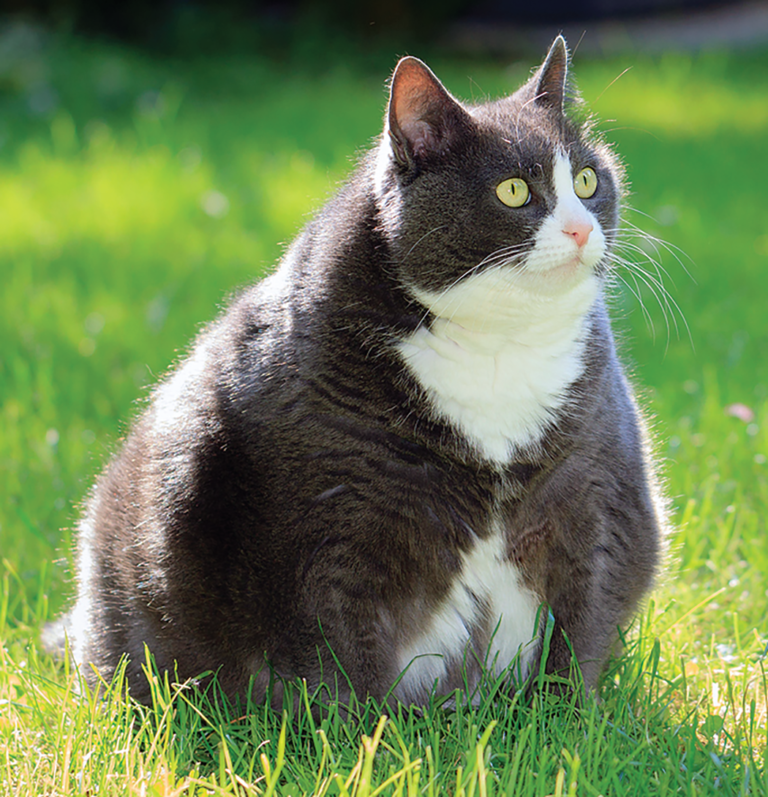 Not Eating Means Big Problems - Catwatch Newsletter