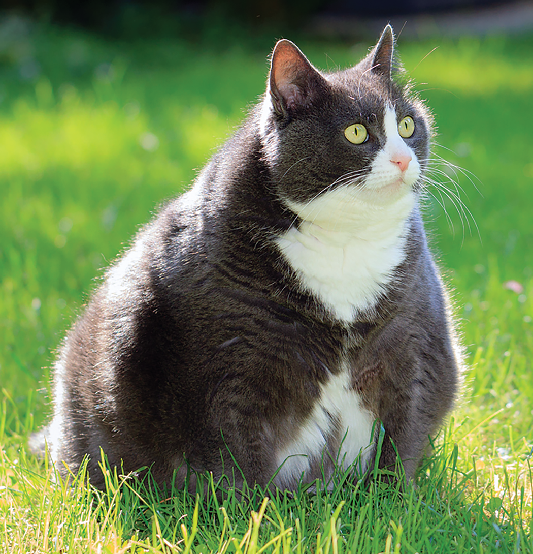cat getting fat but not eating