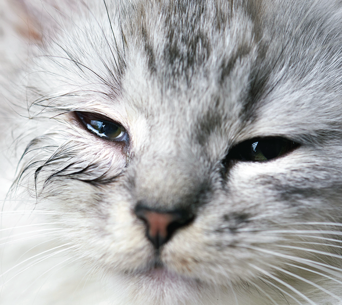 7 Eye-opening Cat and Dog Eye Facts