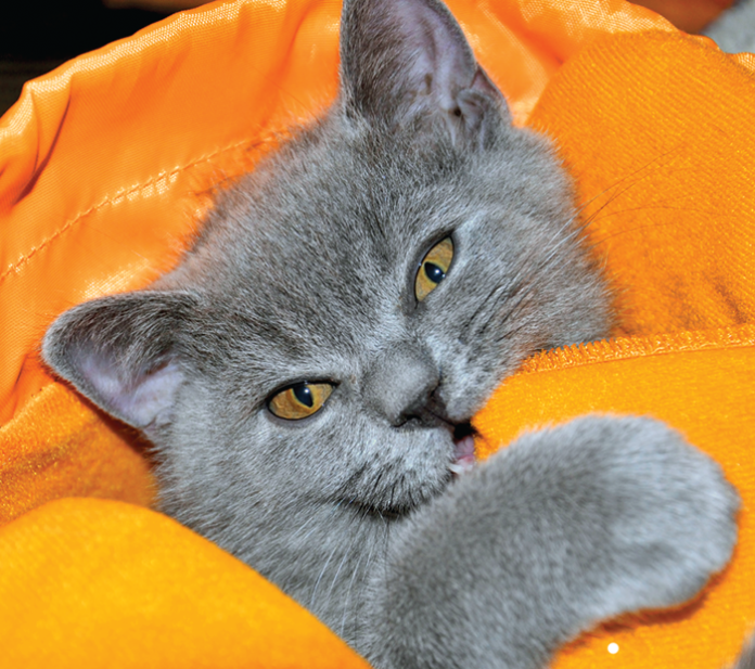 medical causes of pica in cats